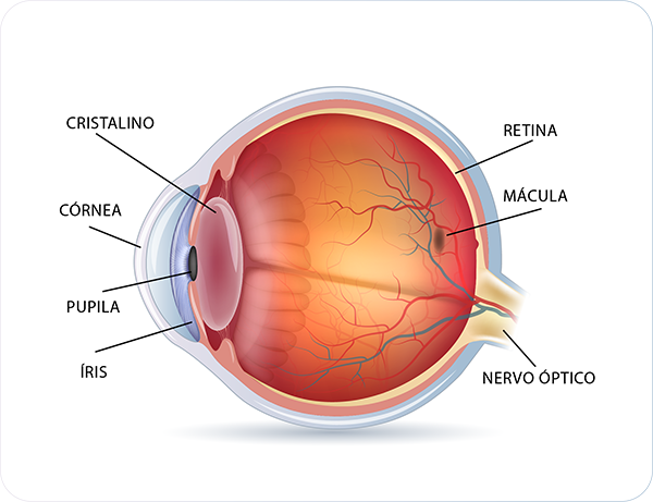 Doenças da Retina